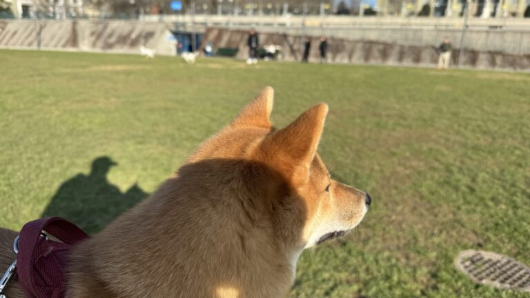 Comment bien choisir son éducateur canin ?