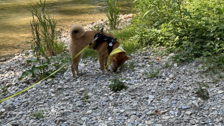Shiba Inu au bord de l'eau
