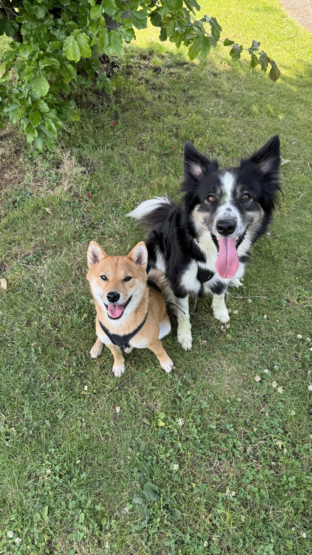 Boder Collie et Shiba Inu du moniteur en éducation canine Alain Zuber de chez AmarokSpirit