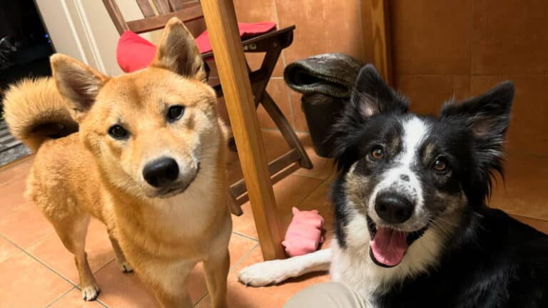 Quels sont les conseils que tu aurais aimé avoir avant l&rsquo;adoption de ton chien ?