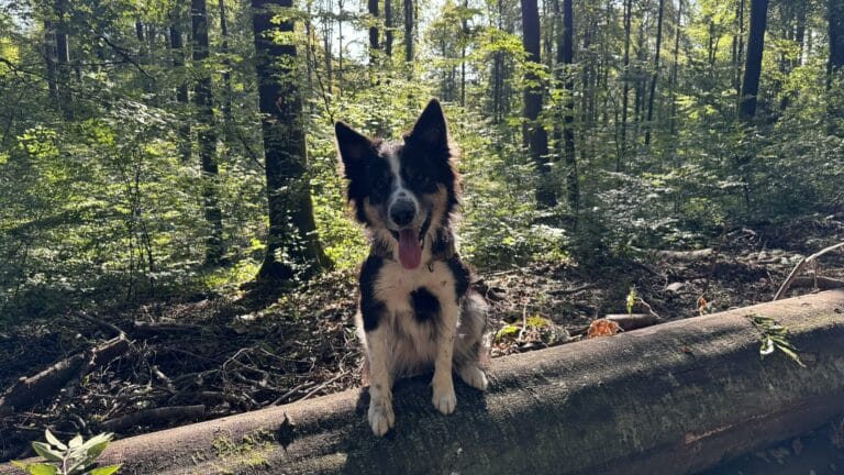 Prévention des Tiques chez les Chiens