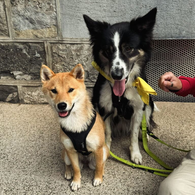 Éducateur en ville pour le bien-être de ton chien !