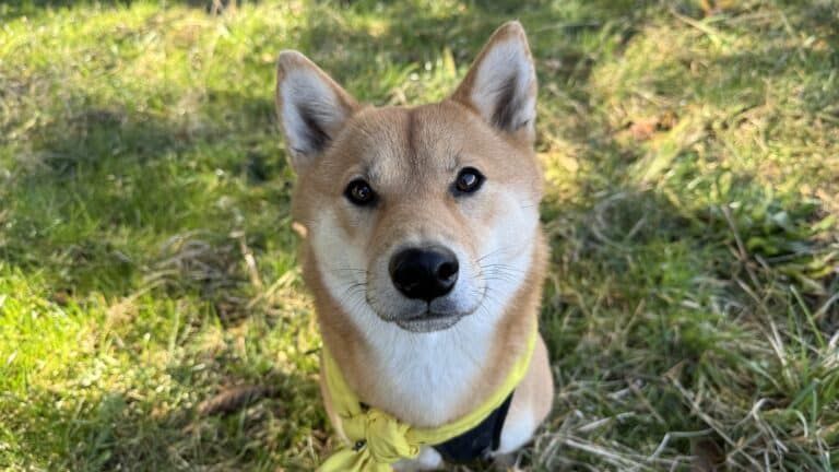 Tout le monde à droit à des cours canins à prix abordable