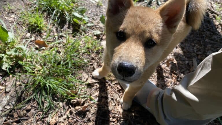 Éduquer ton chien : pourquoi promettre des résultats en 3 jours est un piège (et comment construire un lien durable)