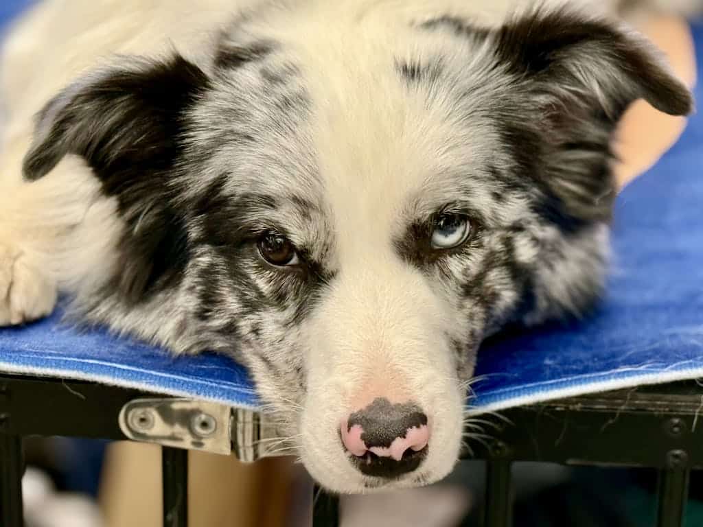 Close-up portrait of a Border Collie with heterochromia lying indoors on a blue blanket.