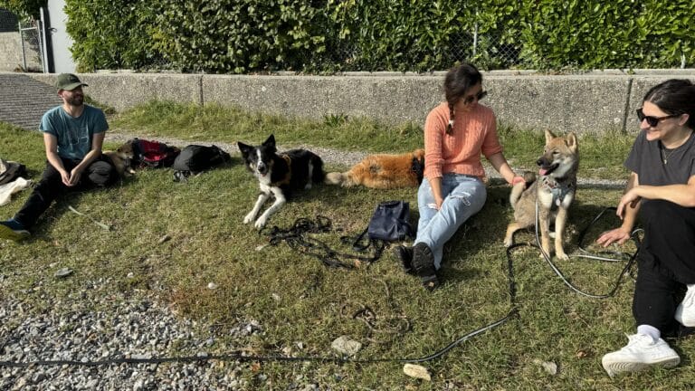 Reprise des promenades avec le groupe PlayDogs Lausanne
