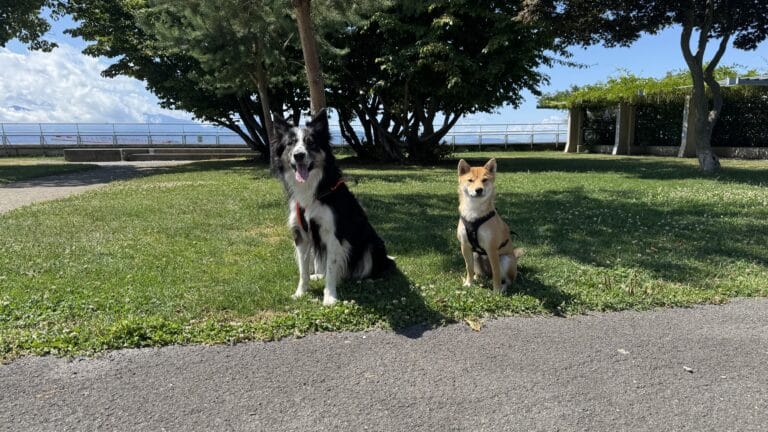 Border Collie et Shiba Inu dans un parc vert