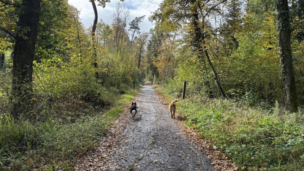 Deux chiens marchent sur un chemin forestier automnal.