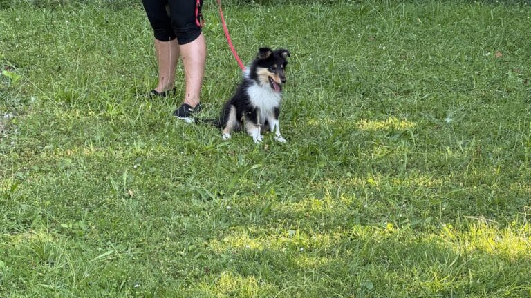 École canine dans le canton de Vaud : Du chiot à l&rsquo;adulte
