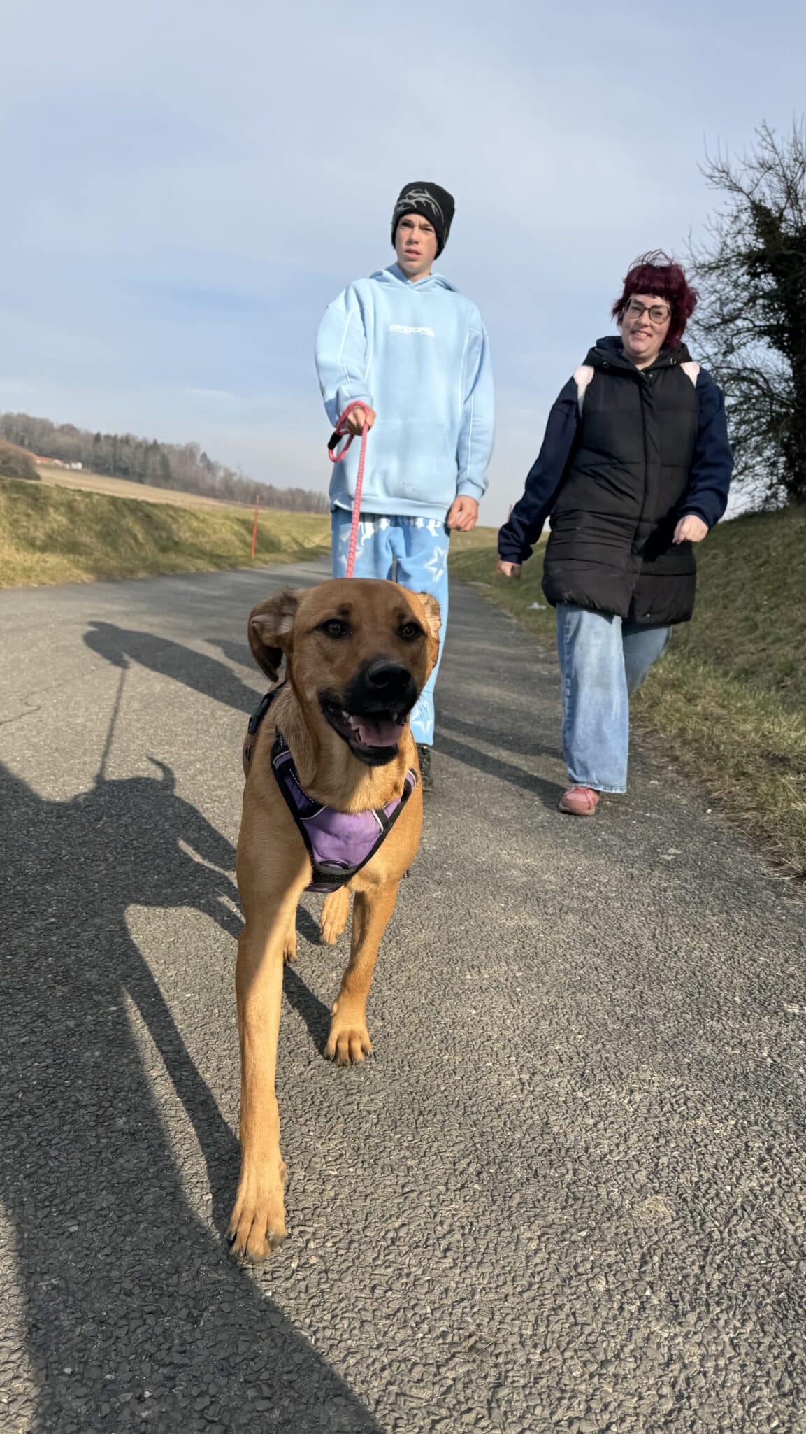 Promenade avec un chien sur la route.