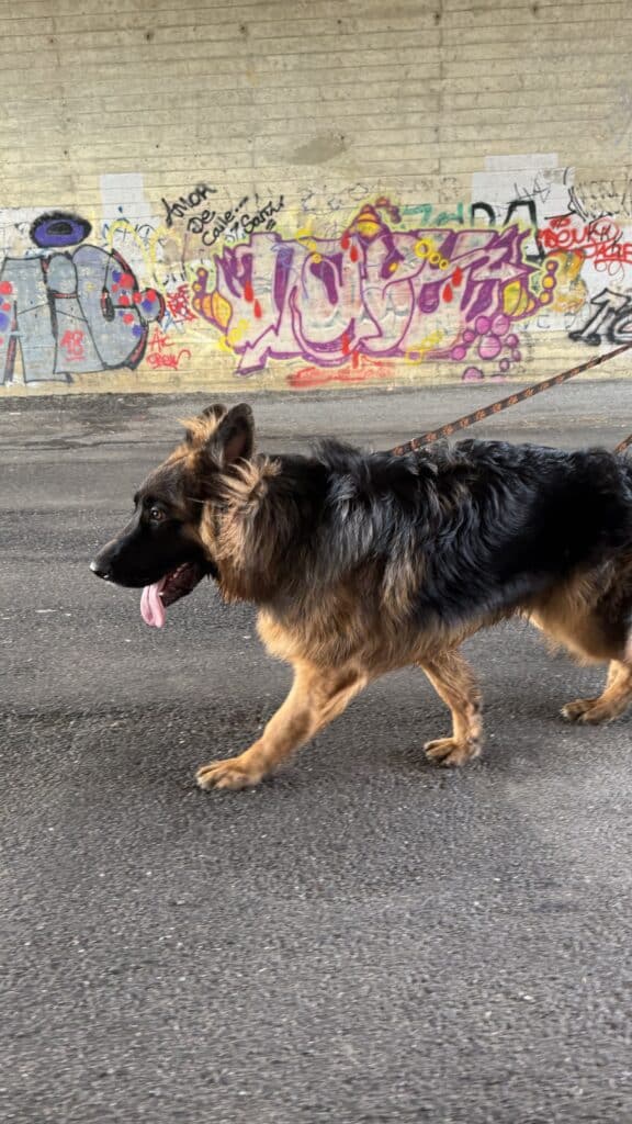 Berger allemand marchant devant un mur graffité.