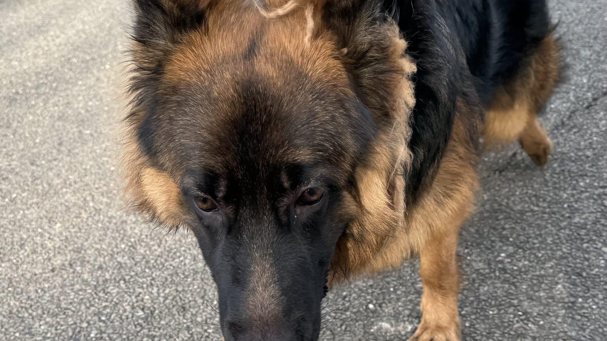 Chien en laisse marchant sur le trottoir.