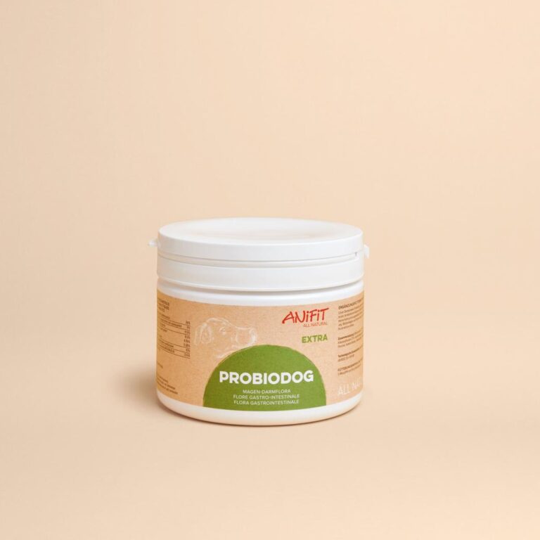 Probiotiques et prébiotiques pour ton chien : essentiels après un traitement antibiotique