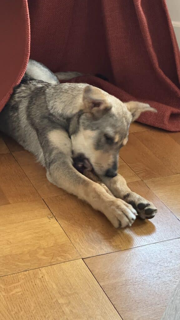 Chien gris mâche un os sur parquet