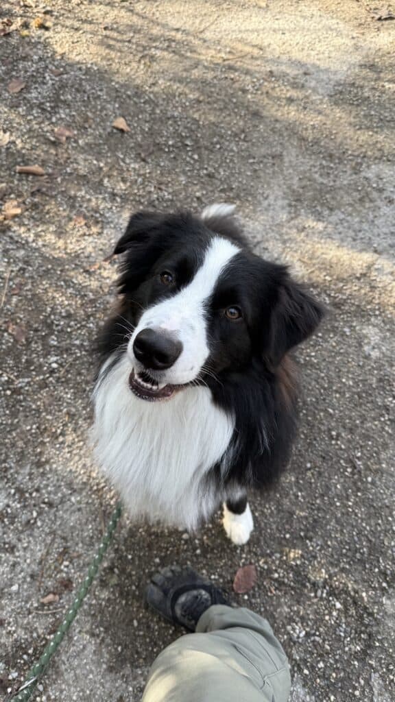 Homme avec Border Collie sur terrain d’entraînement
