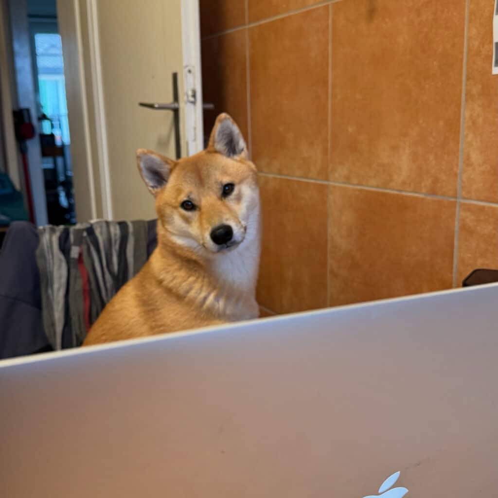 Shiba Inu devant un ordinateur portable à la maison