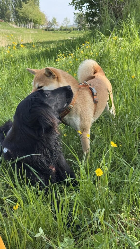 Deux chiens se câlinant dans l’herbe fleurie
